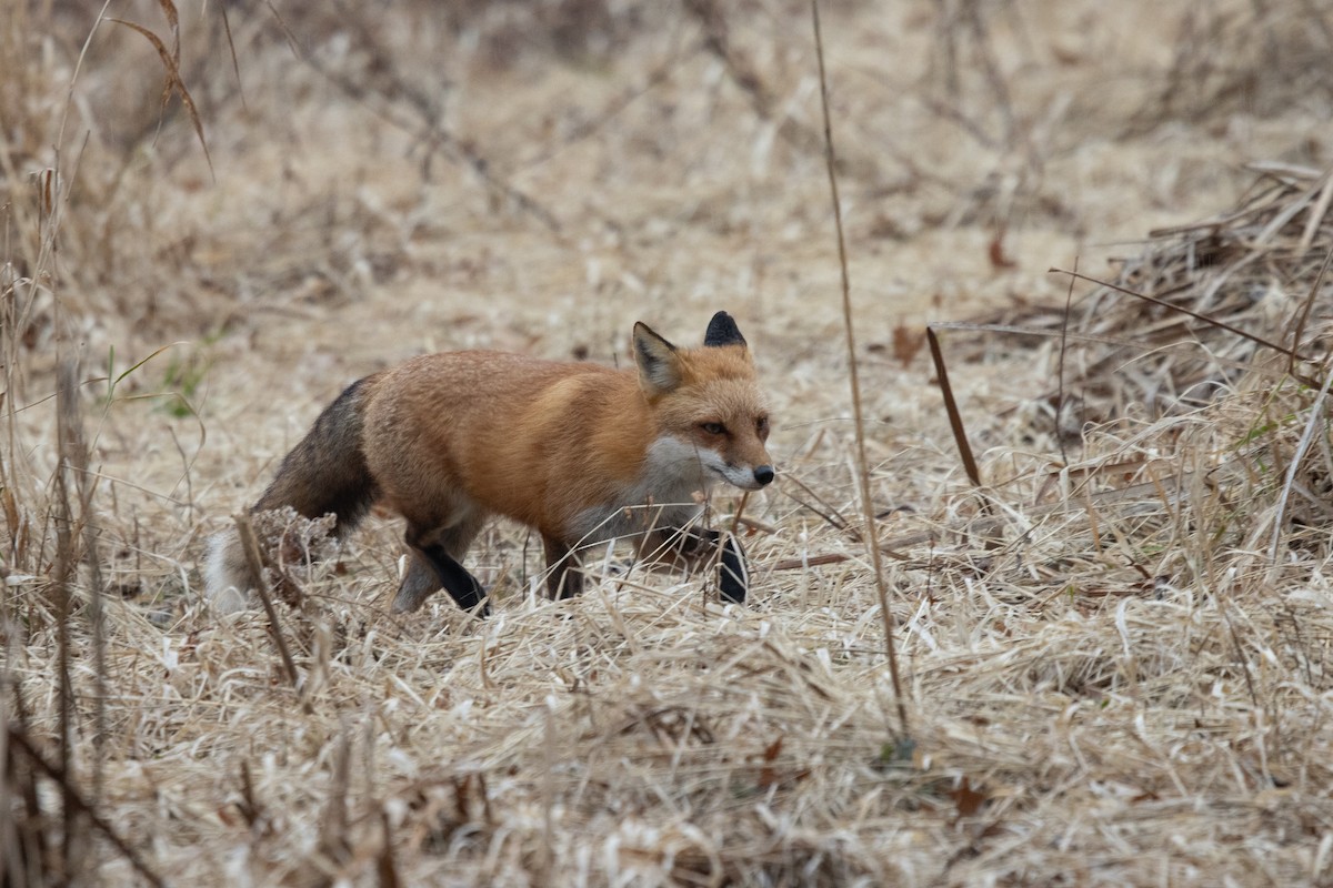 Red Fox - ML646417362