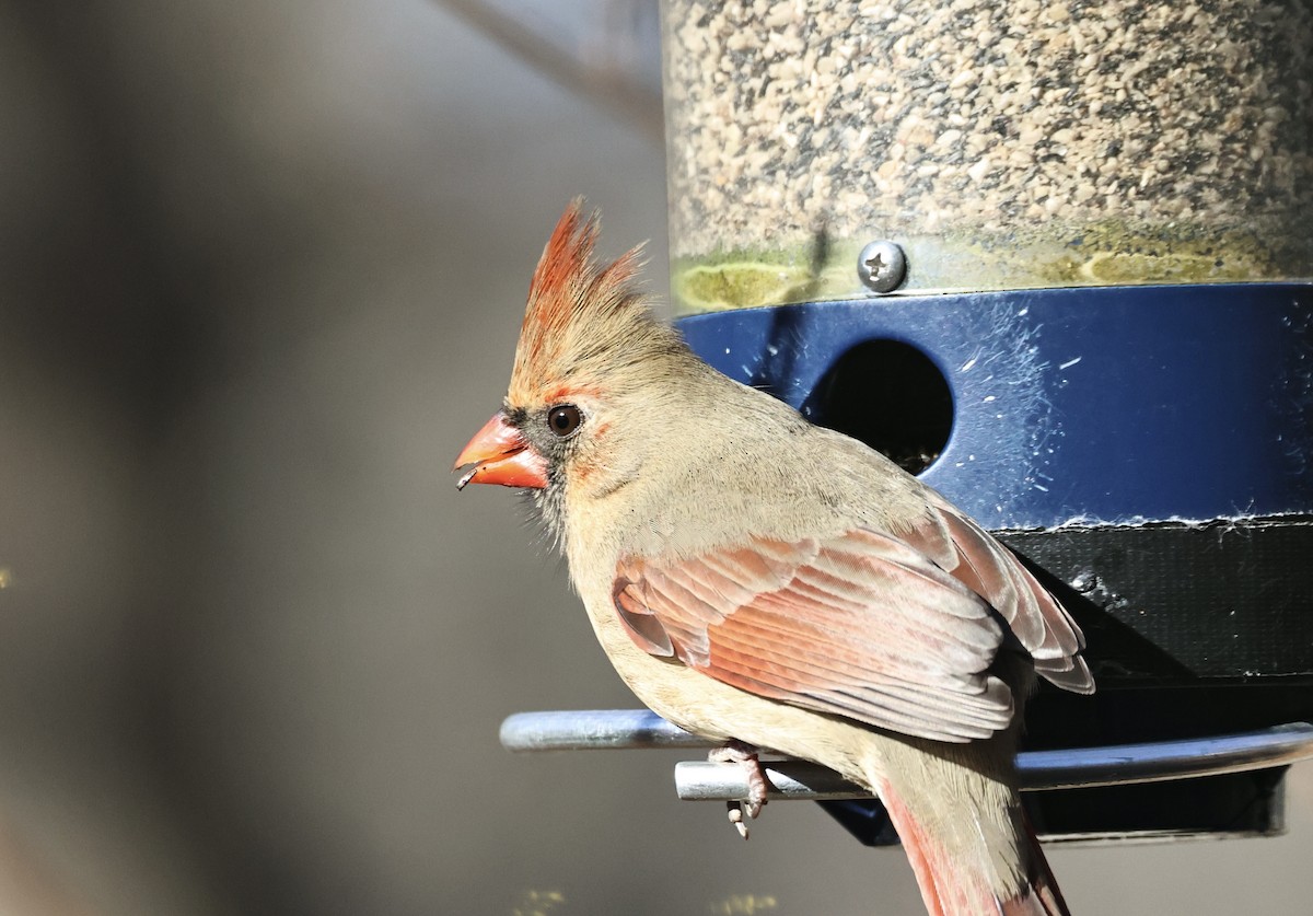 Northern Cardinal - ML646417363