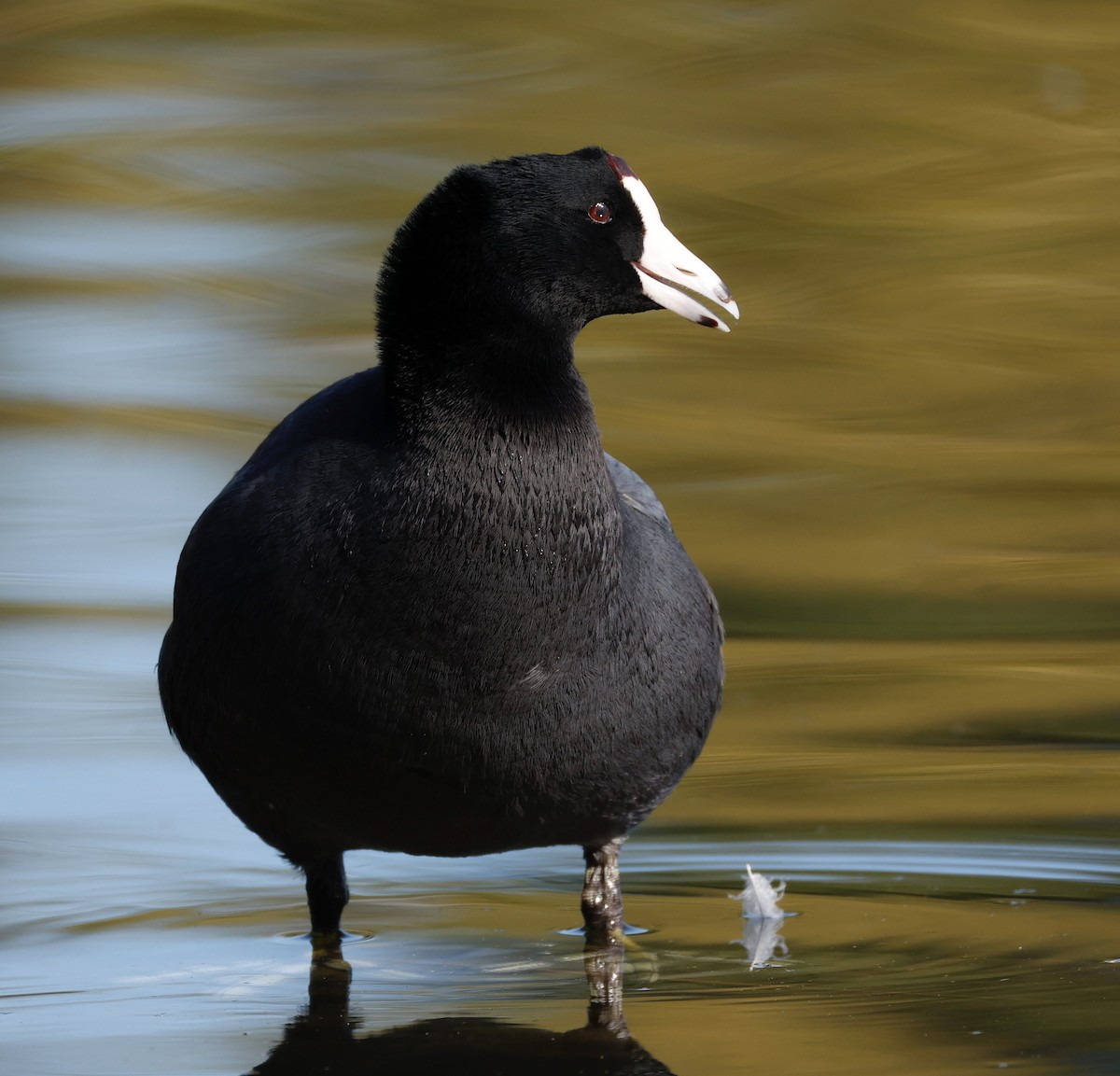 American Coot - ML646417364