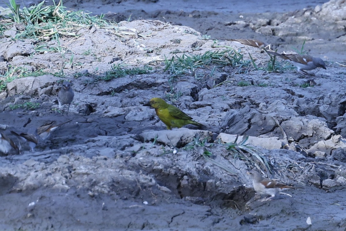 Holub's Golden-Weaver - ML646417369