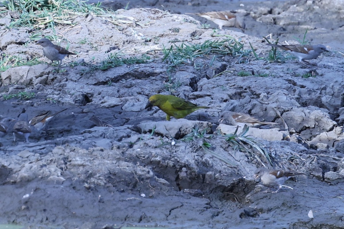 Holub's Golden-Weaver - ML646417370