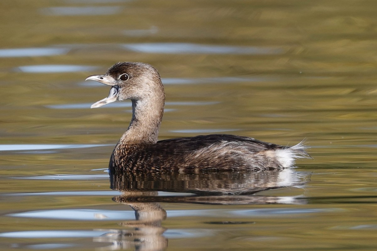 Pied-billed Grebe - ML646417373