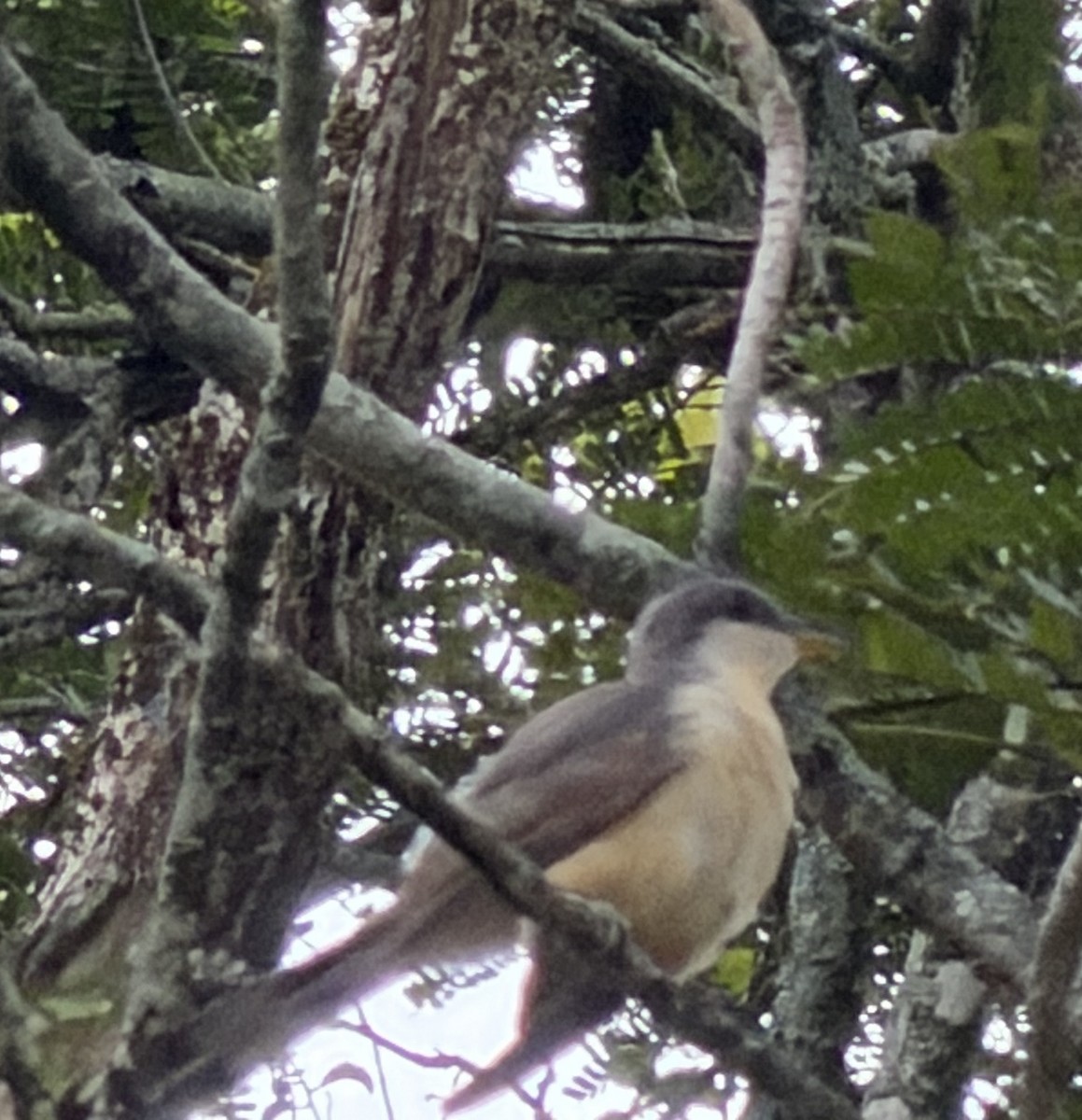 Mangrov Guguğu - ML646417375