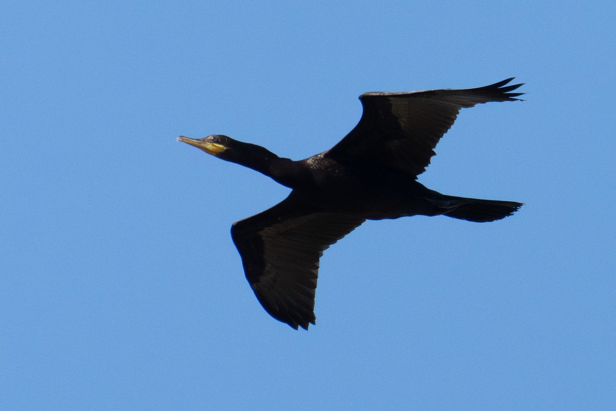 Баклан бразильський - ML646417379