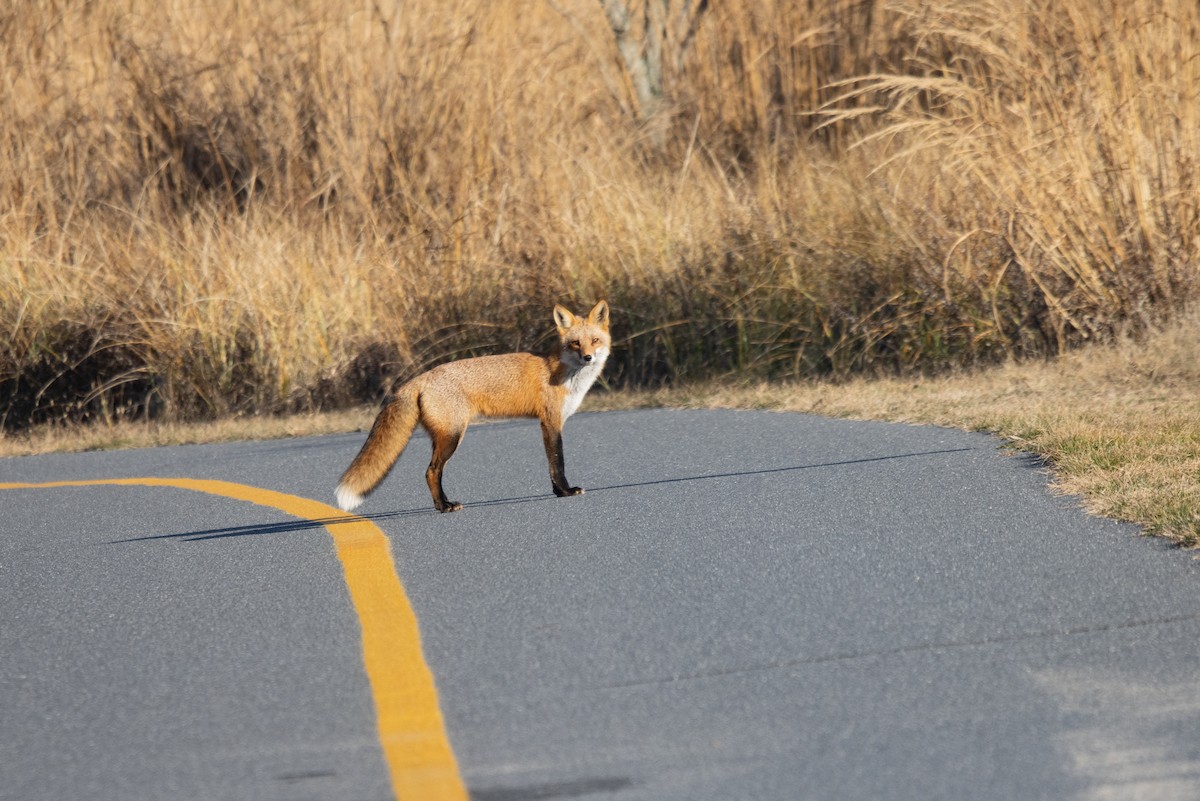 Red Fox - ML646417382