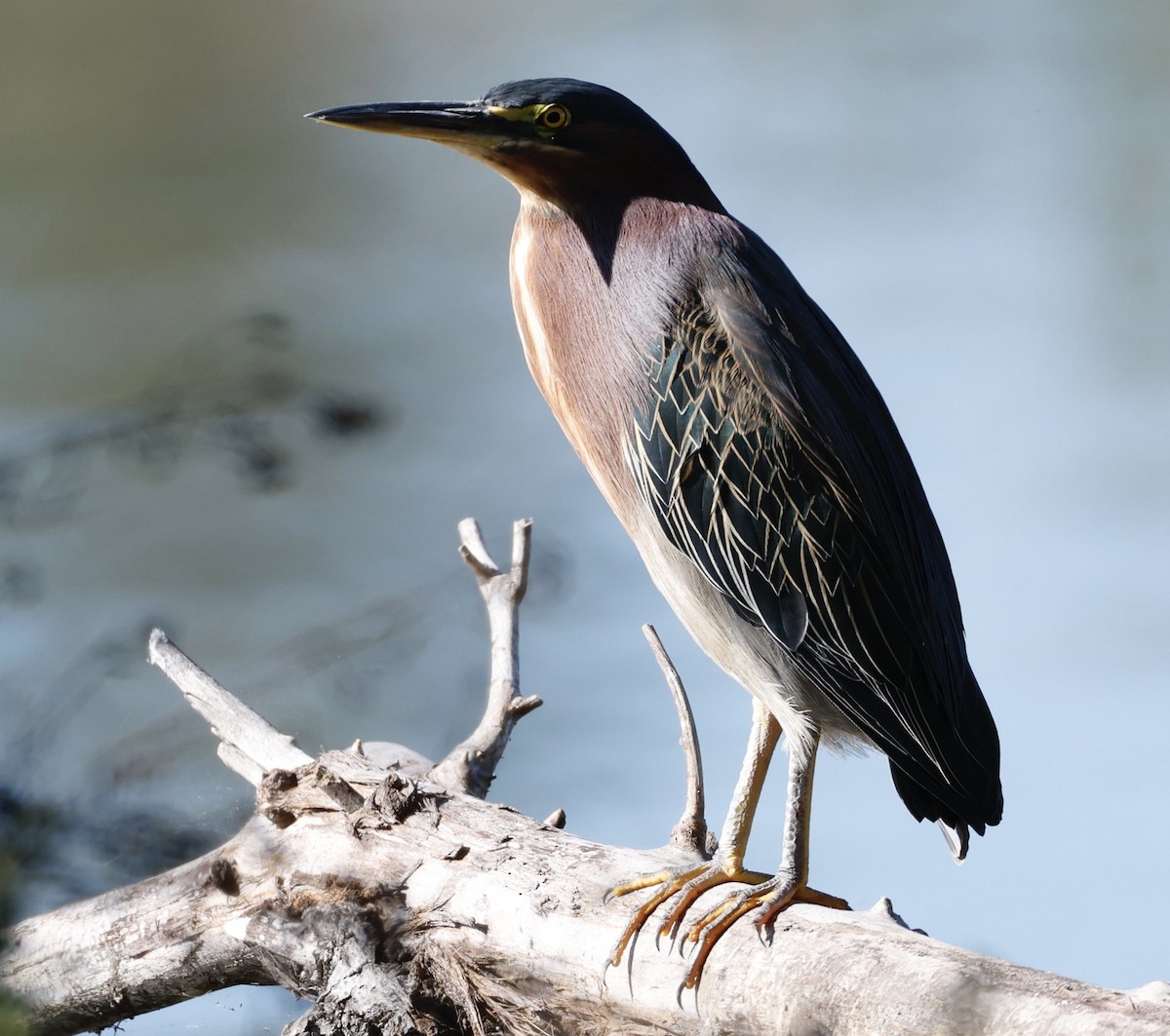 Green Heron - ML646417383