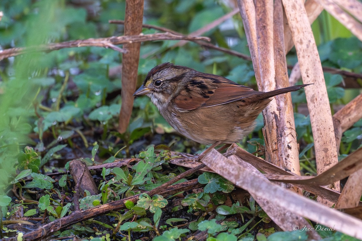 Swamp Sparrow - ML646417386