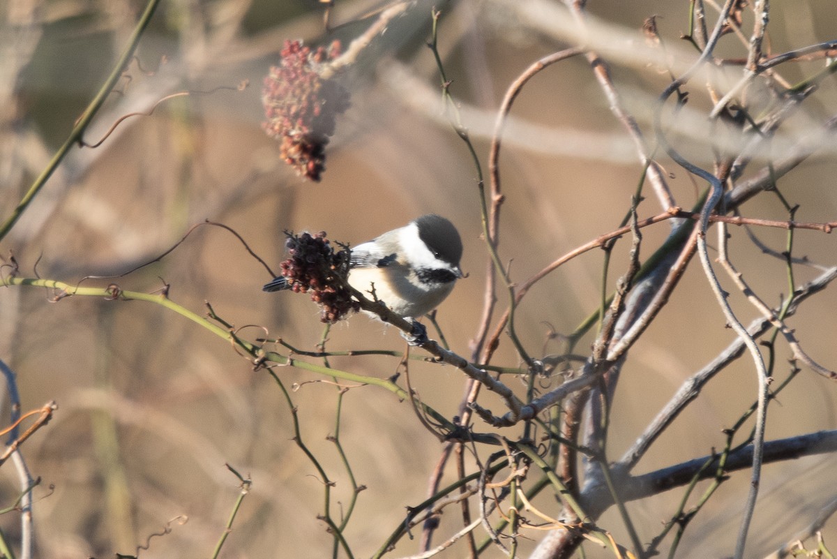 Black-capped Chickadee - ML646417387