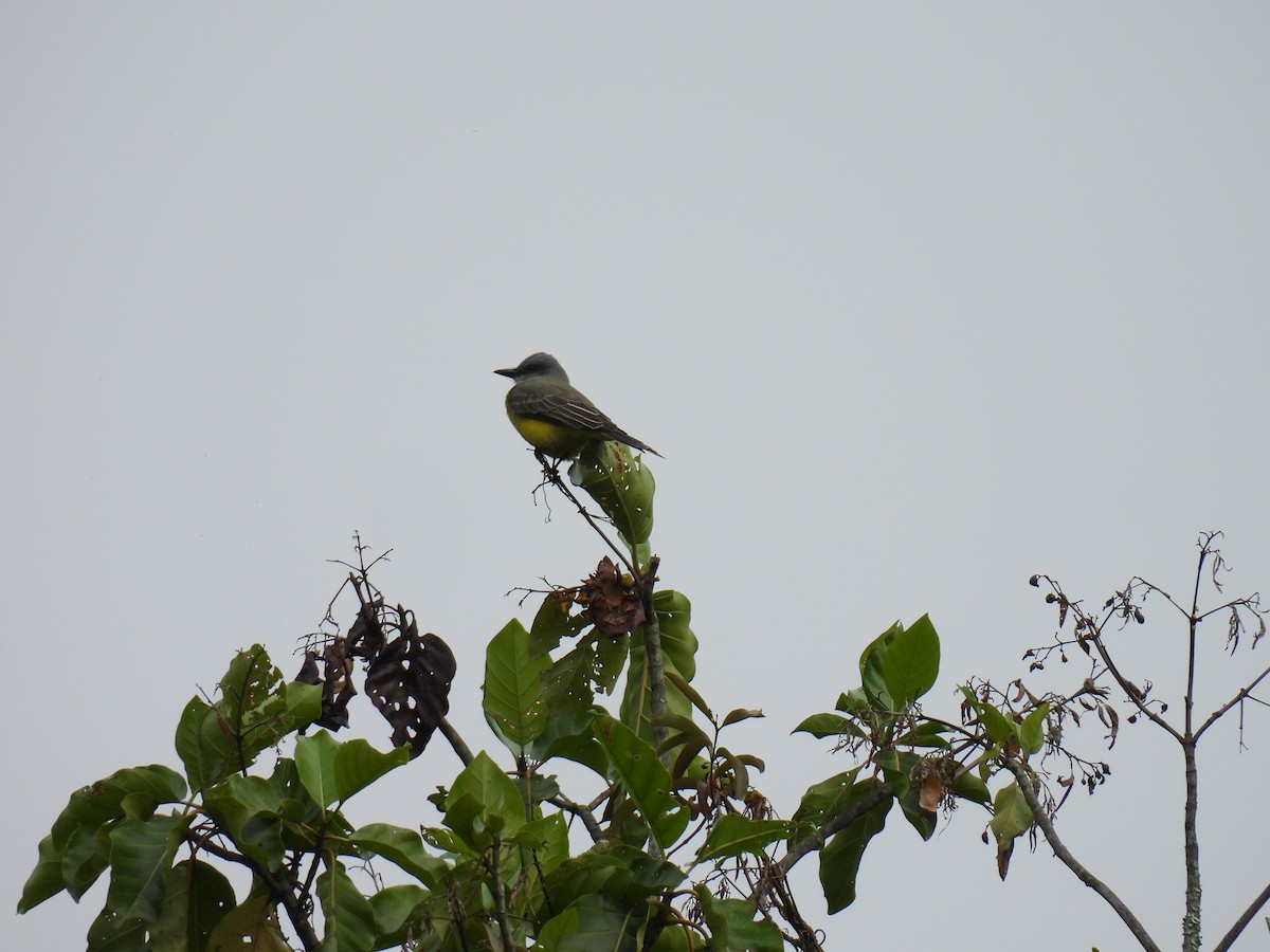 Tropical Kingbird - ML646417390