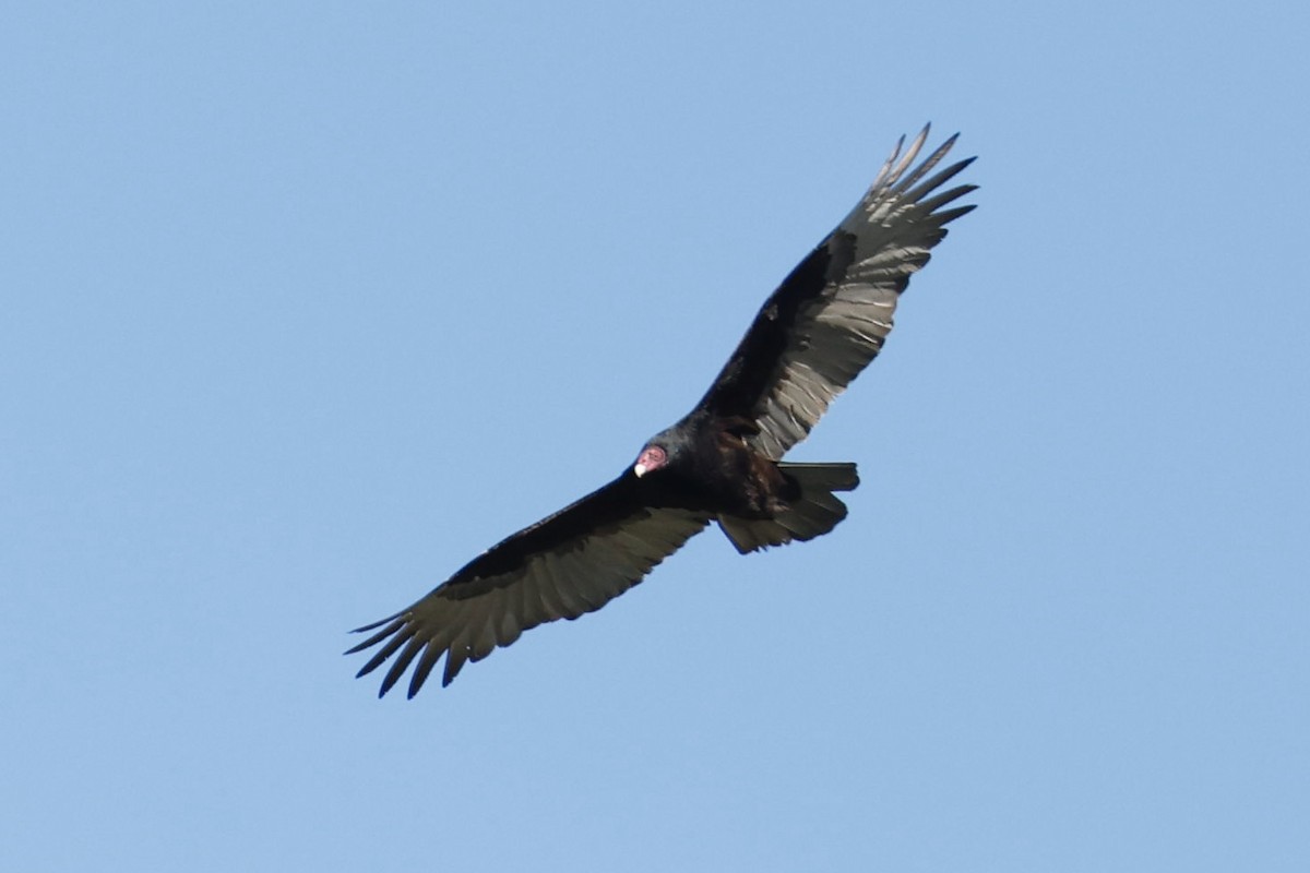 Turkey Vulture - ML646417392
