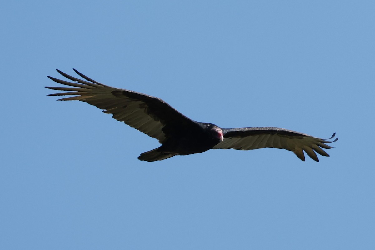 Turkey Vulture - ML646417393