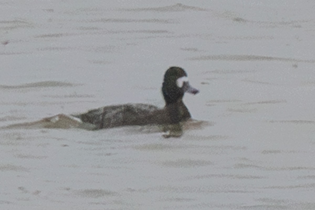 Greater/Lesser Scaup - ML646417394