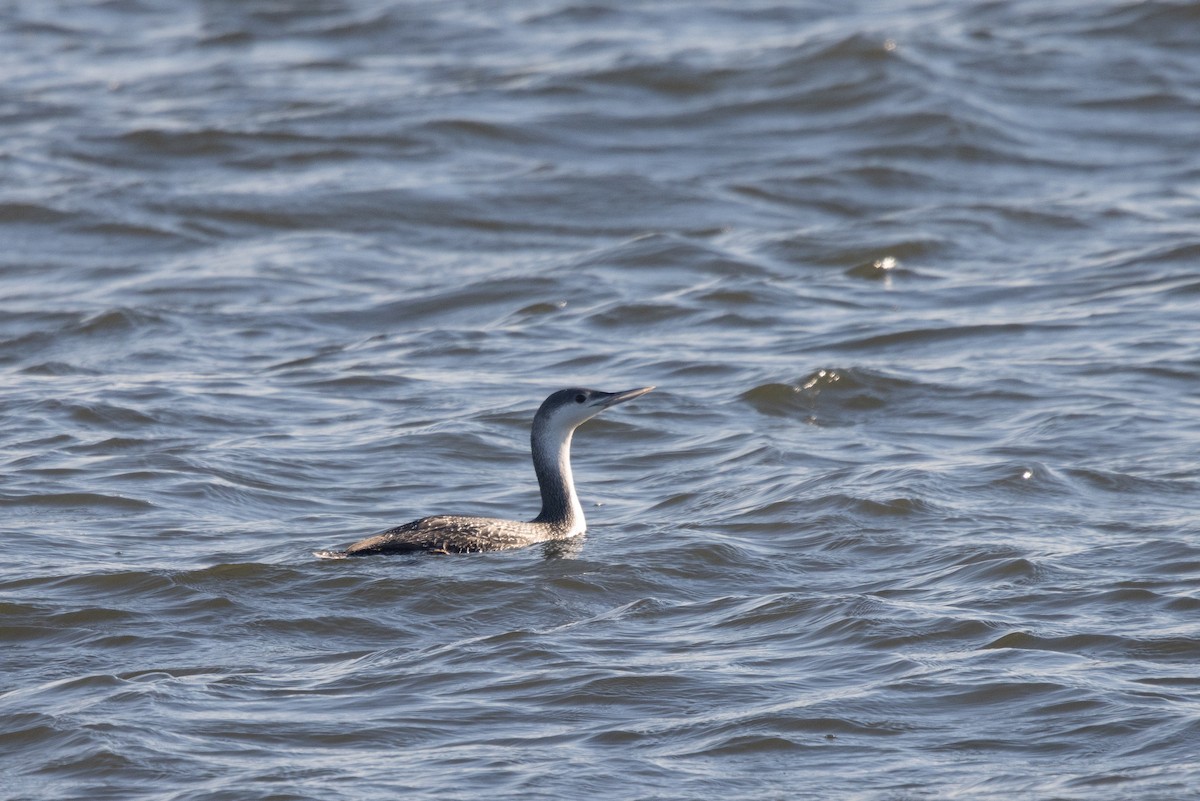 紅喉潛鳥 - ML646417395