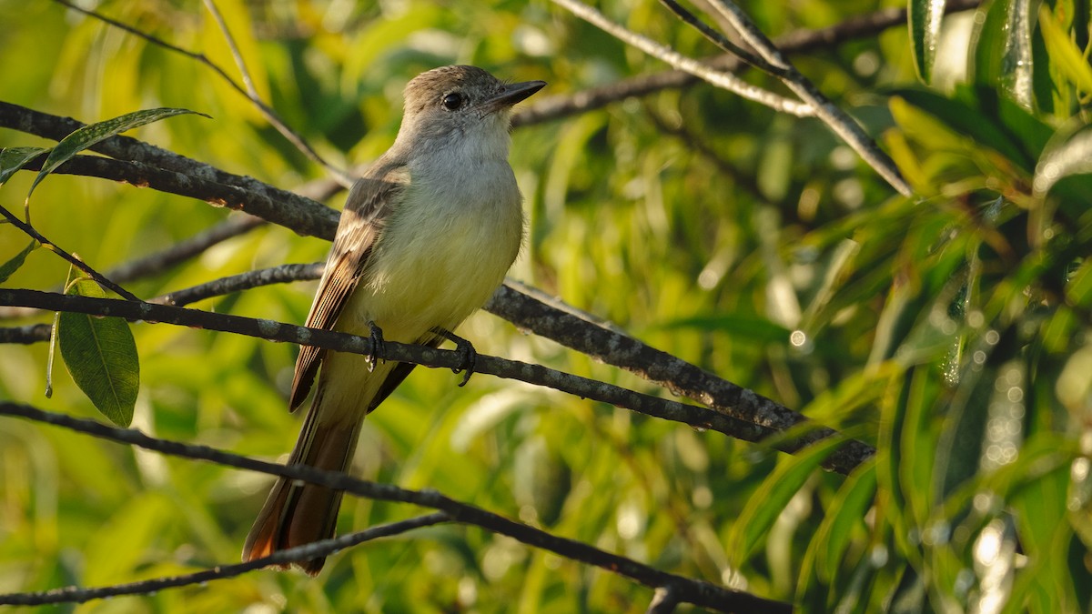 Копетон блідий - ML646417398