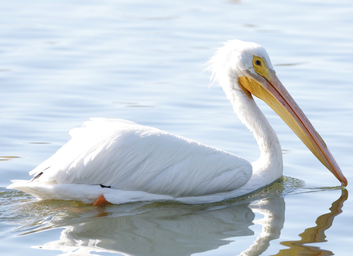 American White Pelican - ML646417399