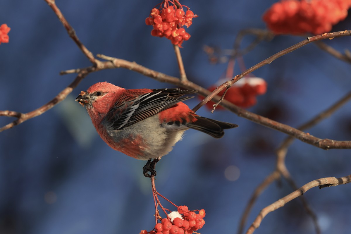 Pinu-gailupa - ML646417401