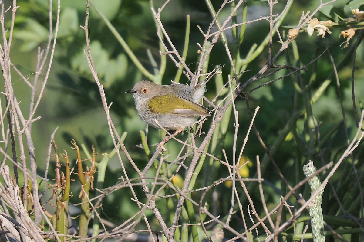 Green-backed Camaroptera (Gray-backed) - ML646417402