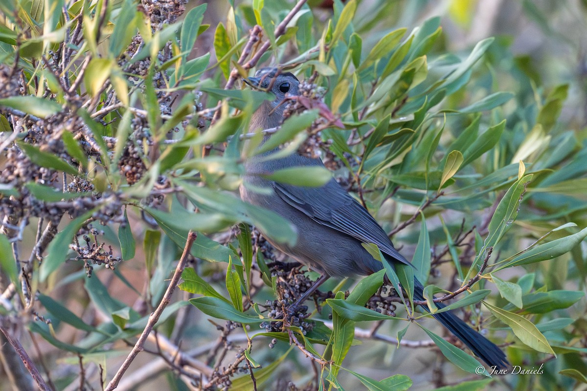 Gray Catbird - ML646417403