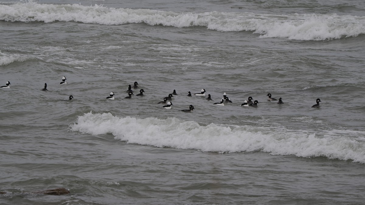 Bufflehead - ML646417407