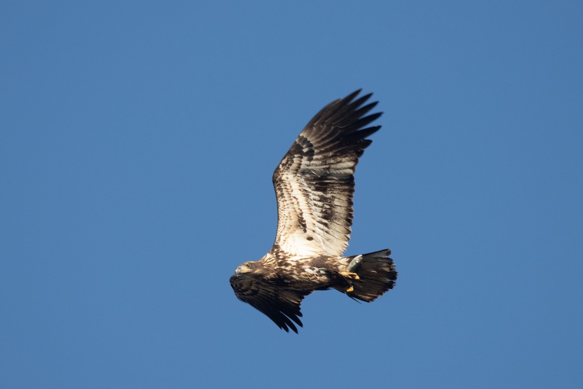 Bald Eagle - ML646417409