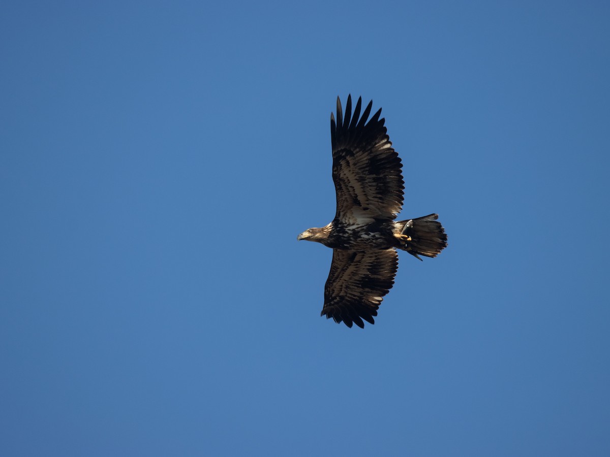 Bald Eagle - ML646417410