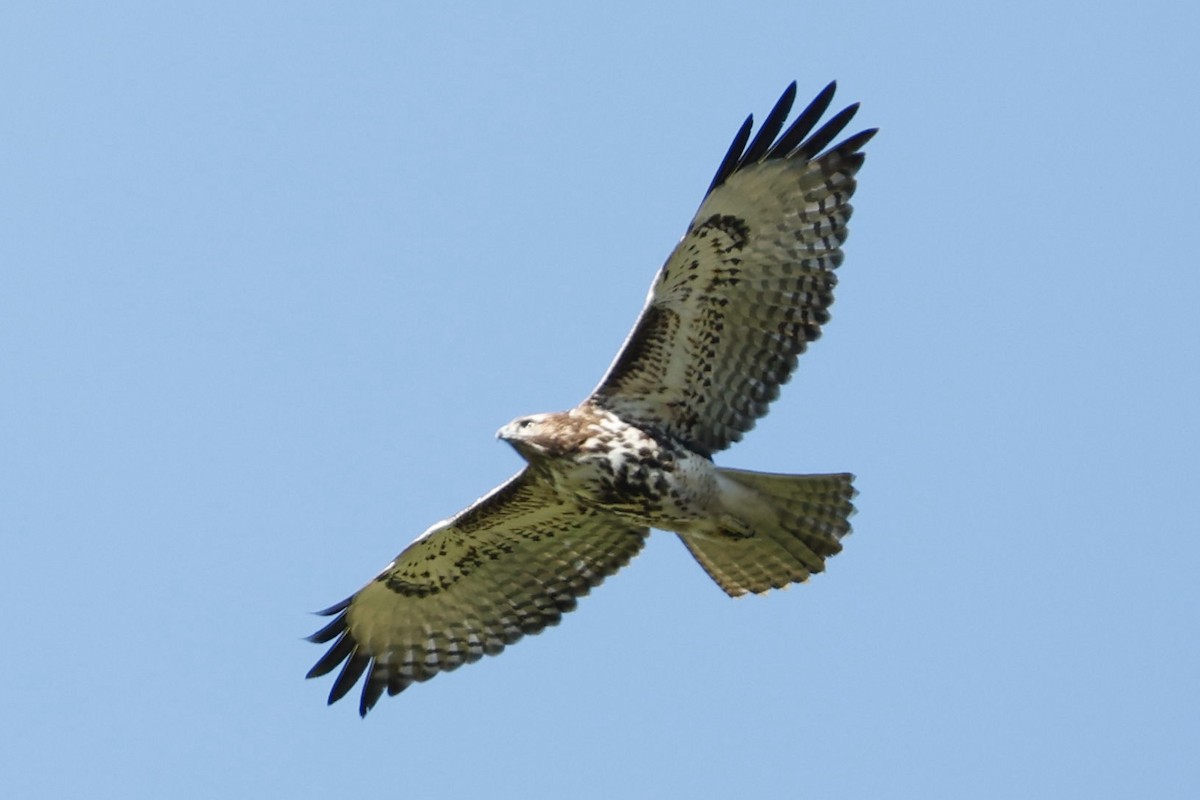 Red-tailed Hawk - ML646417411