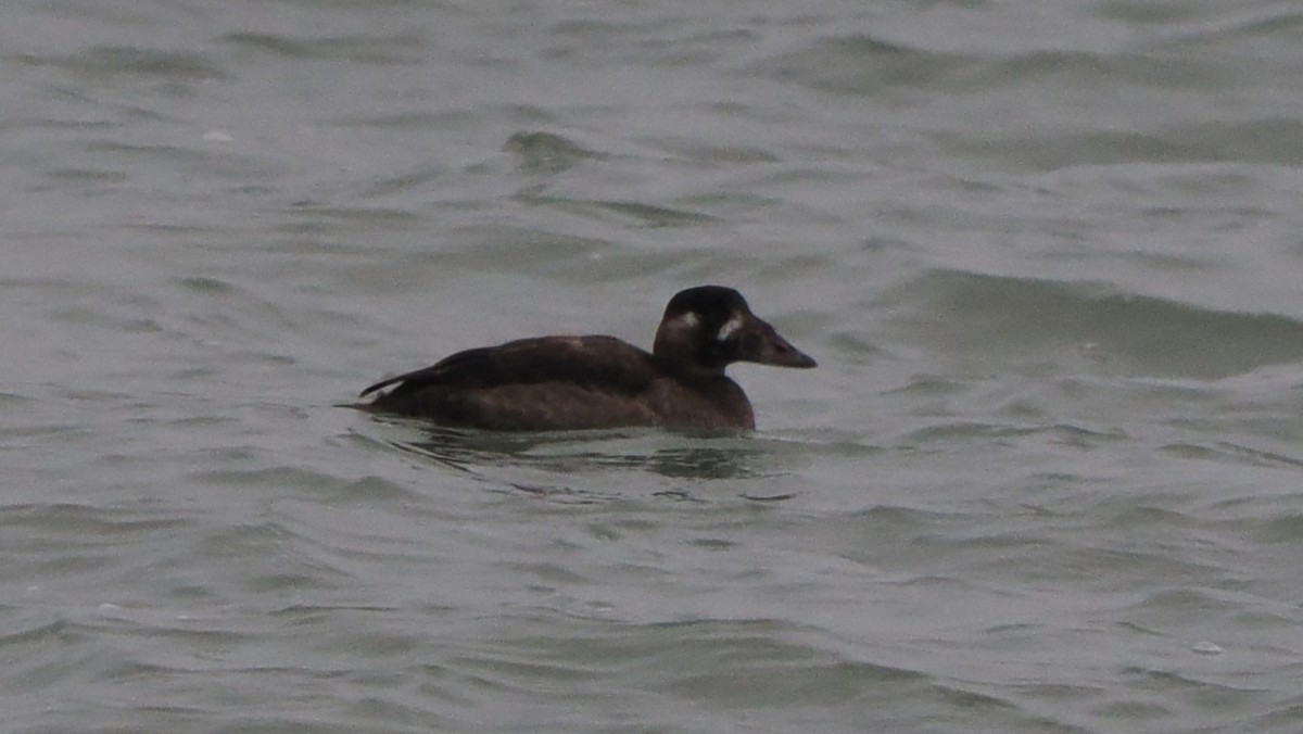 Surf Scoter - ML646417413