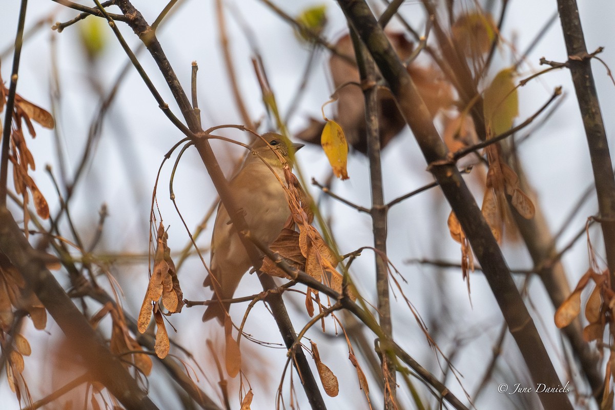 Altın İskete - ML646417414