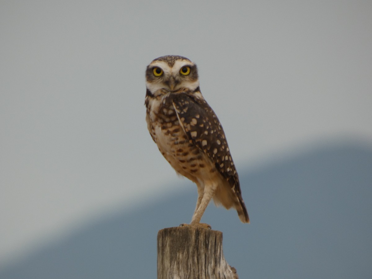 Burrowing Owl - ML646417416