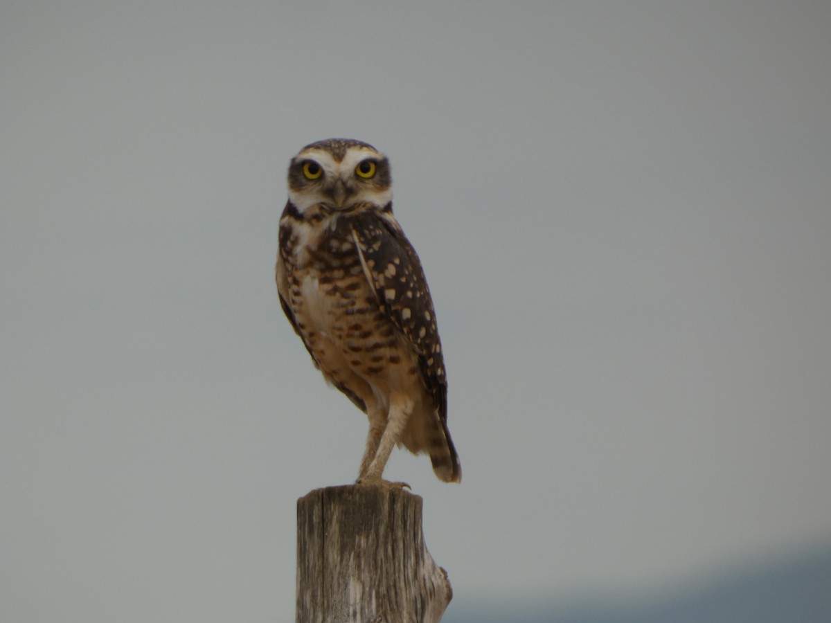 Burrowing Owl - ML646417417