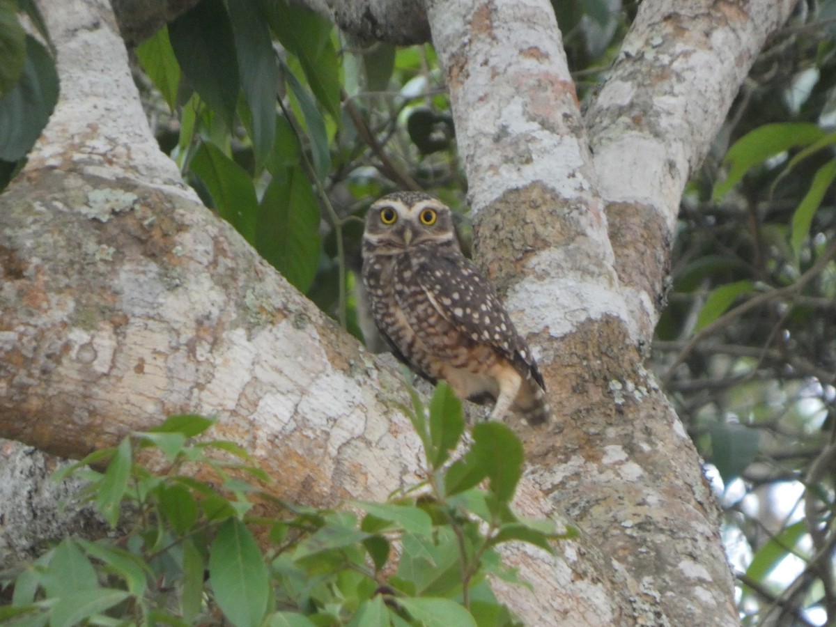 Burrowing Owl - ML646417418