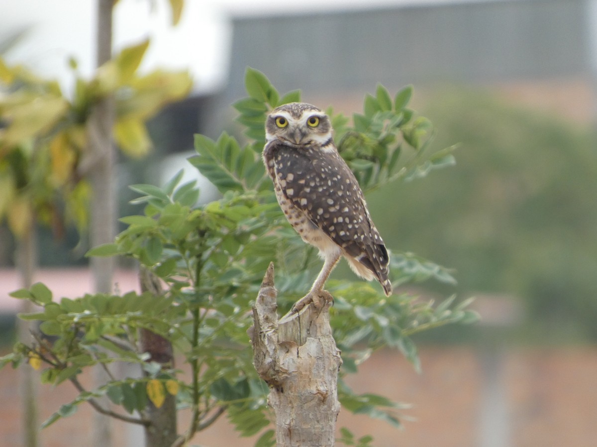 Burrowing Owl - ML646417419