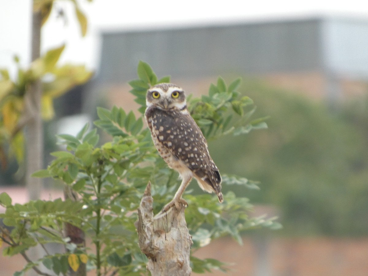 Burrowing Owl - ML646417420