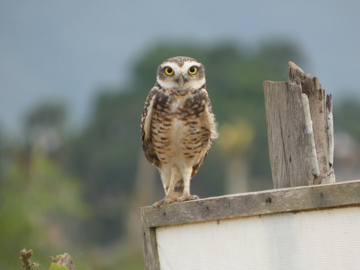 Burrowing Owl - ML646417421
