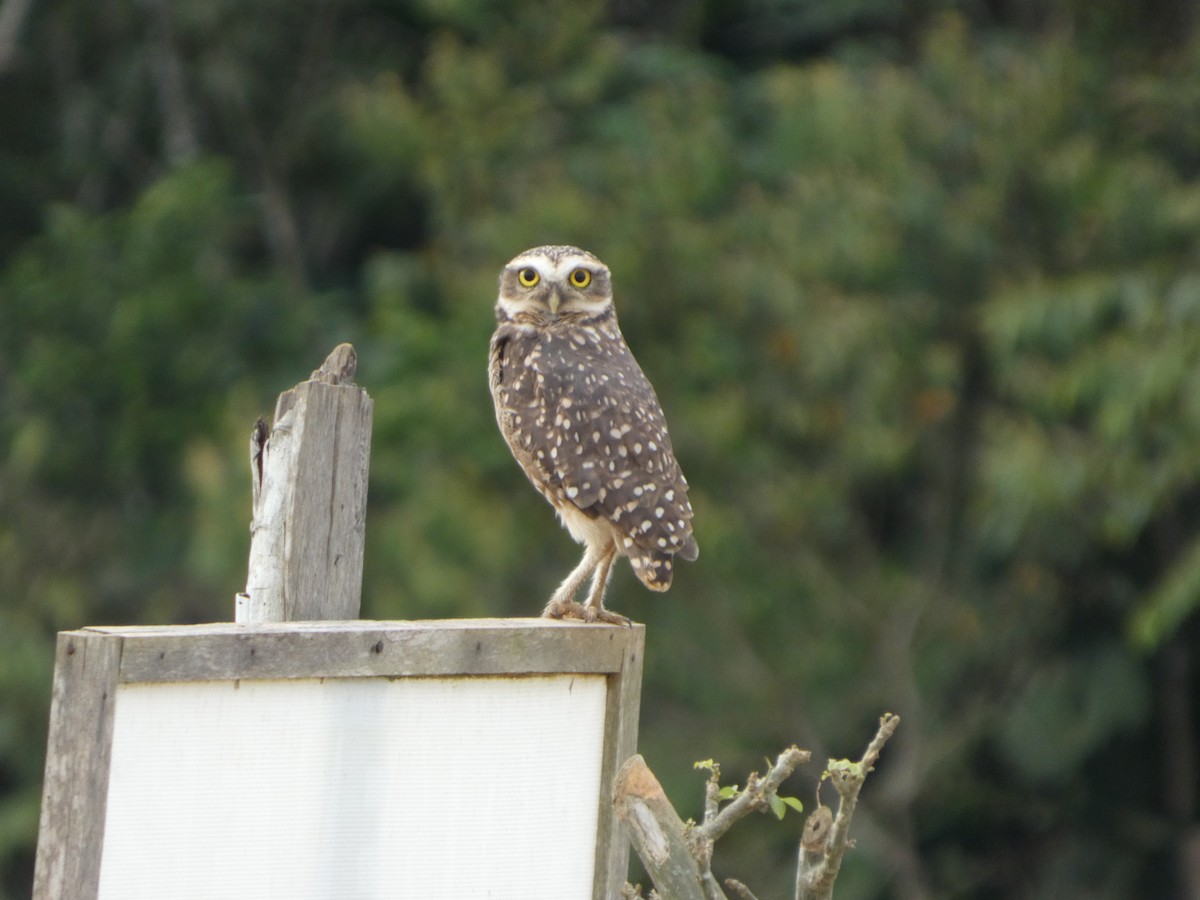 Burrowing Owl - ML646417422