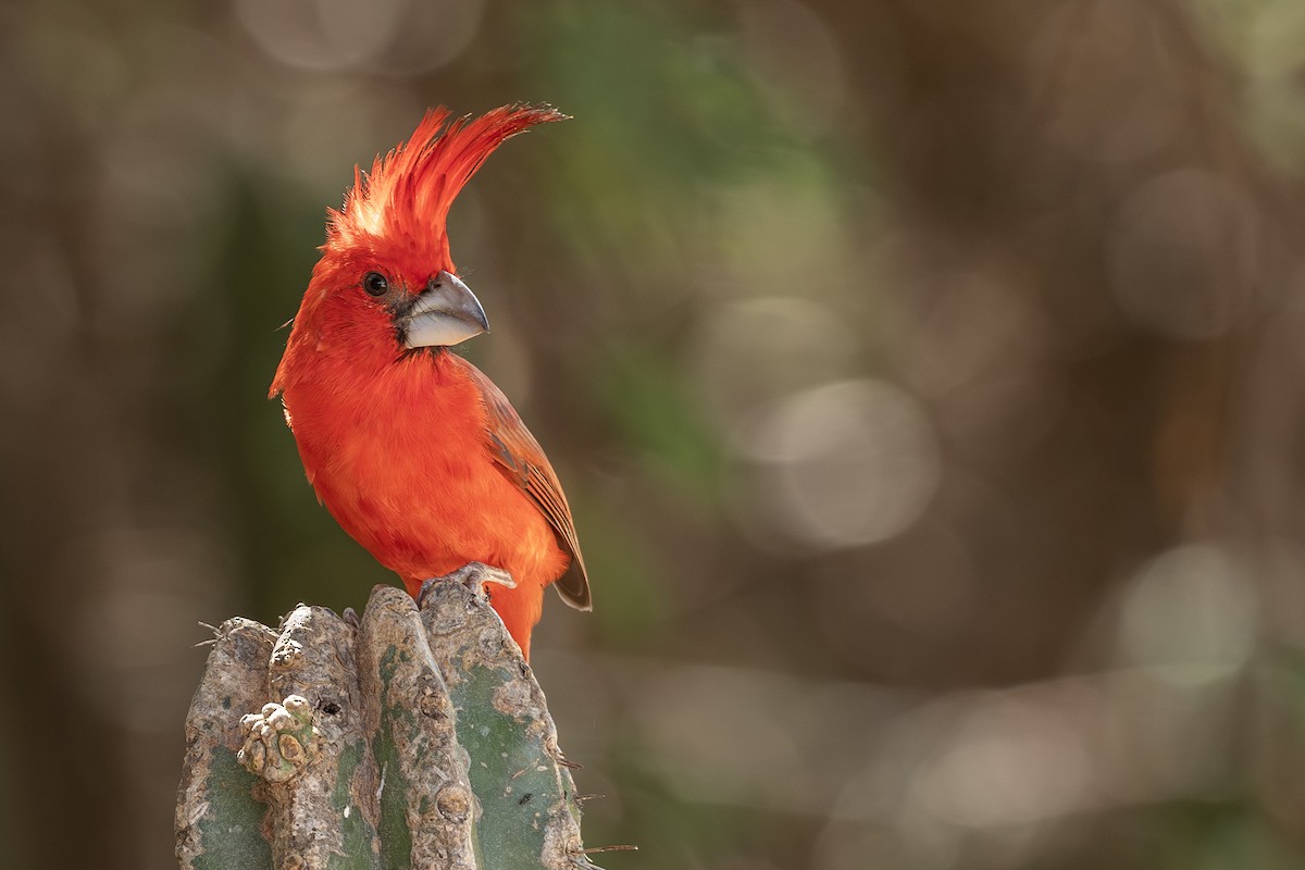 ミナミショウジョウコウカンチョウ - ML646417423