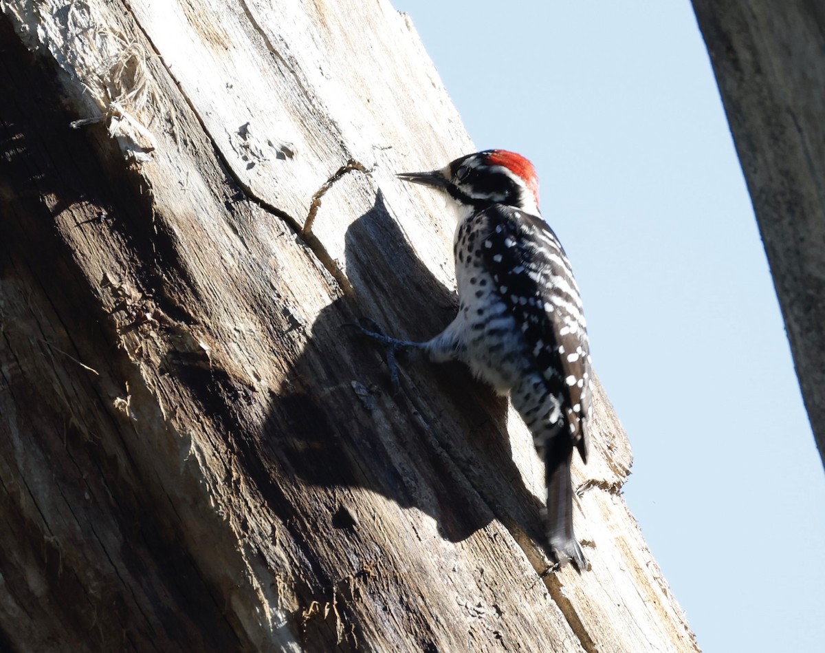 Nuttall's Woodpecker - ML646417425