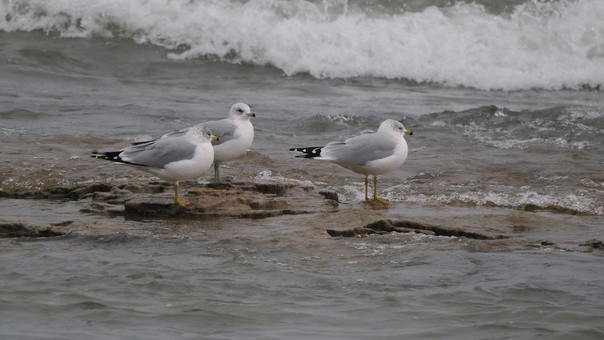 Ring-billed Gull - ML646417430