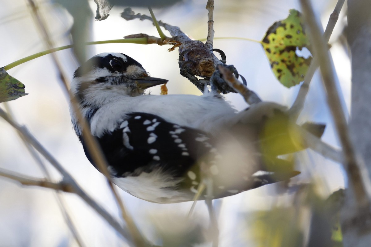 Downy Woodpecker - ML646417431