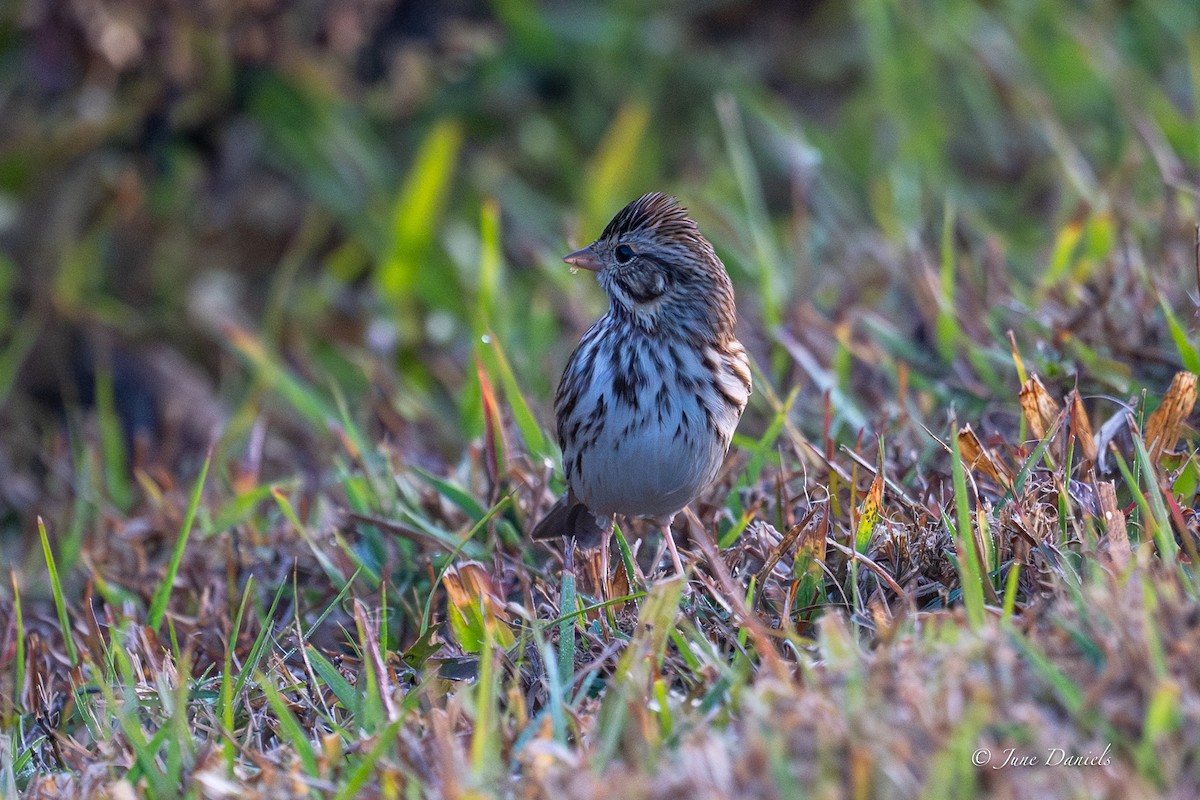 Savannah Sparrow - ML646417432