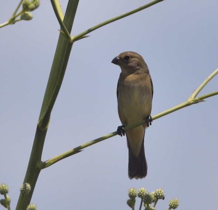 Ultramarine Grosbeak - ML646417435
