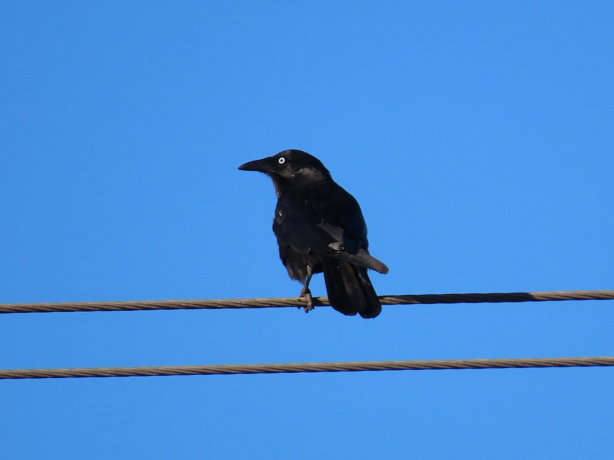 Little Raven - ML646417436