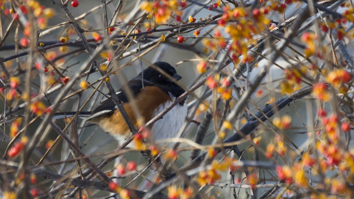 Eastern Towhee - ML646417437