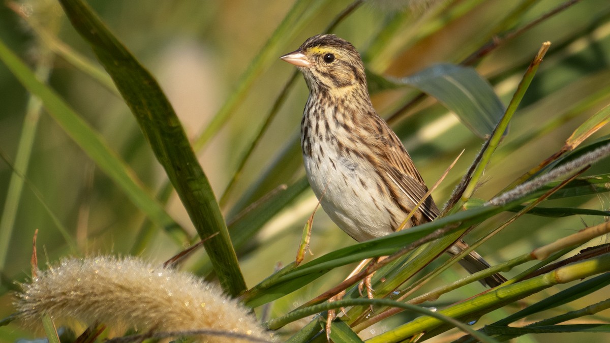 Savannah Sparrow (Savannah) - ML646417438