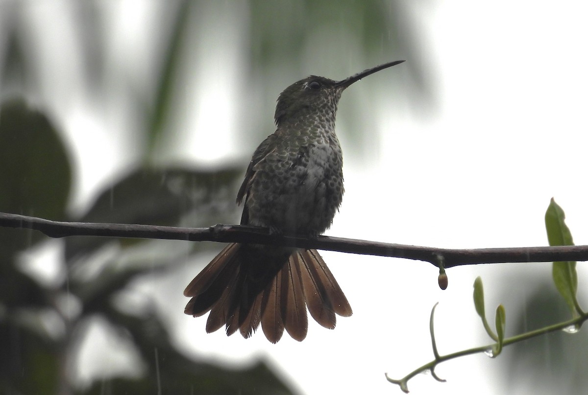 Many-spotted Hummingbird - ML646417439