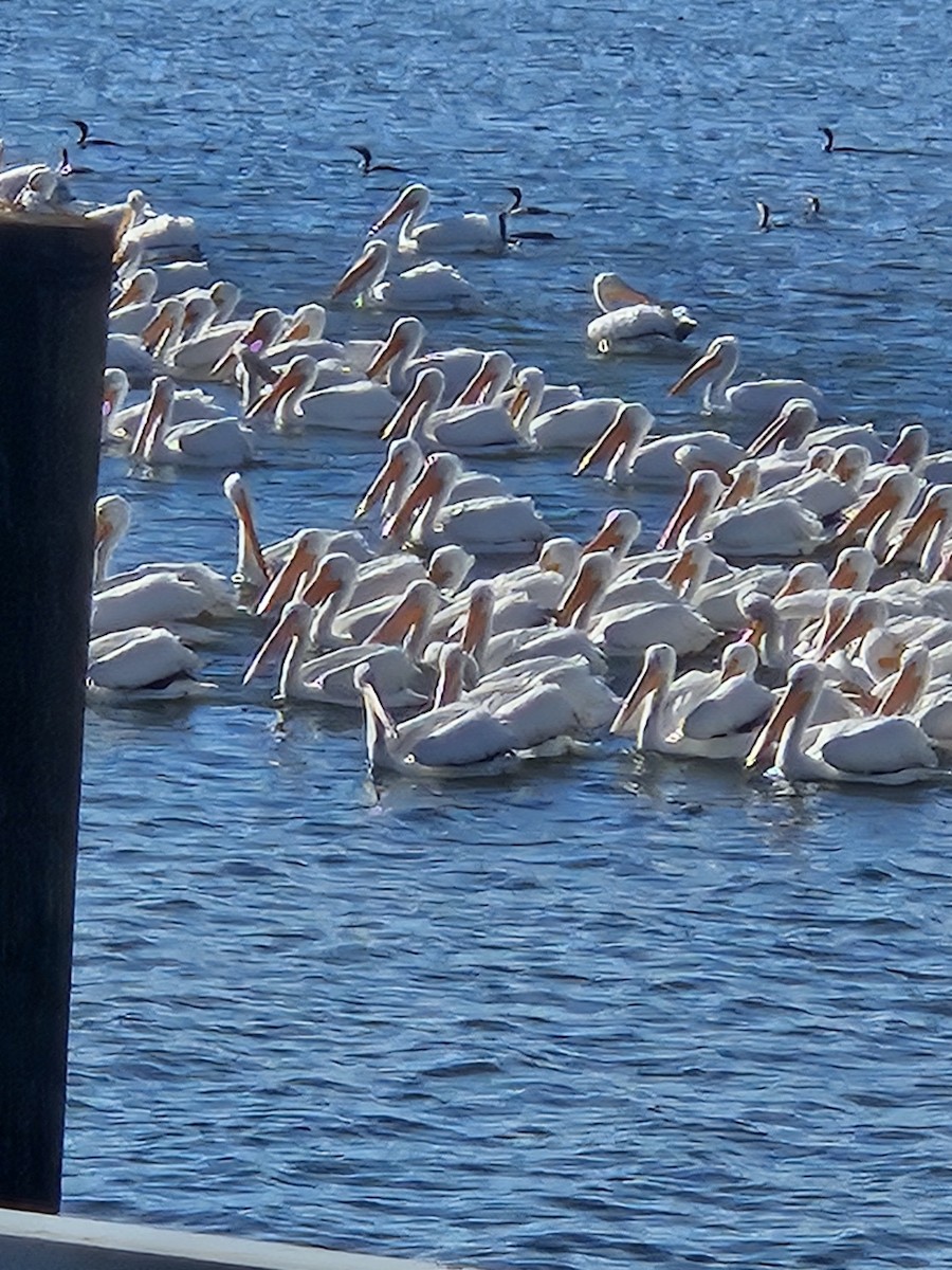 American White Pelican - ML646417441