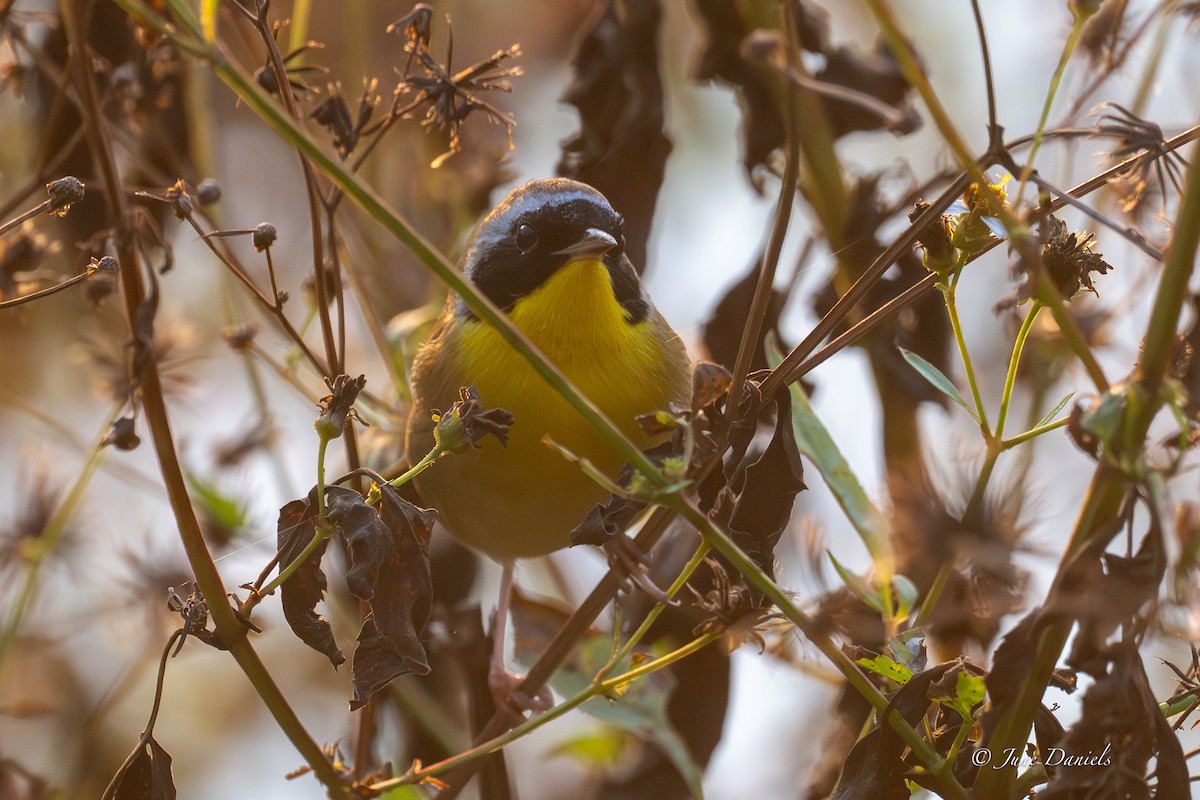 Common Yellowthroat - ML646417443