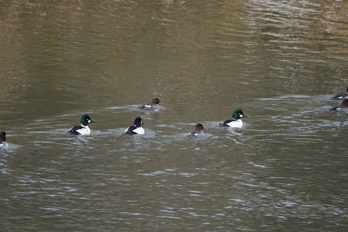 Common Goldeneye - ML646417445