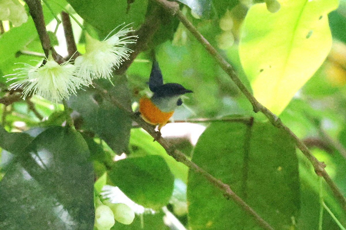 Orange-bellied Flowerpecker - ML646417447
