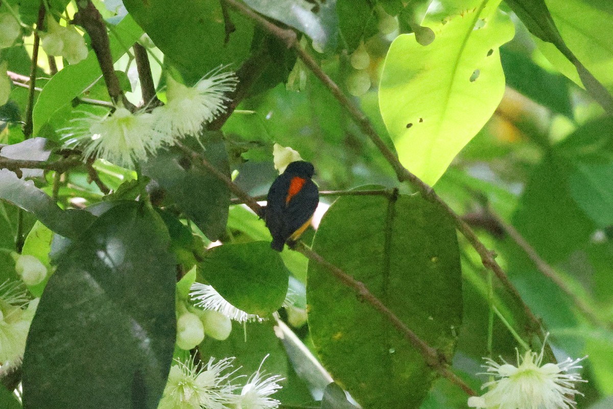 Orange-bellied Flowerpecker - ML646417448